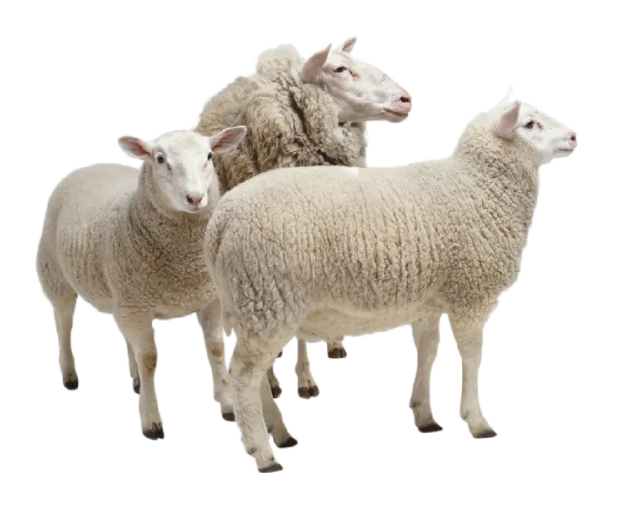 PNG گله گوسفندان پشمالوی سفید برای کارهای گرافیکی