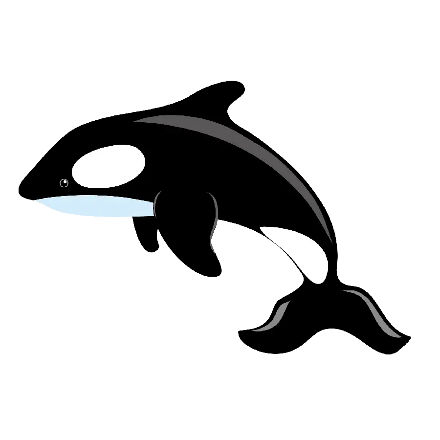 عکس png رایگان نهنگ قاتل سازگار با انواع محیط های دریایی