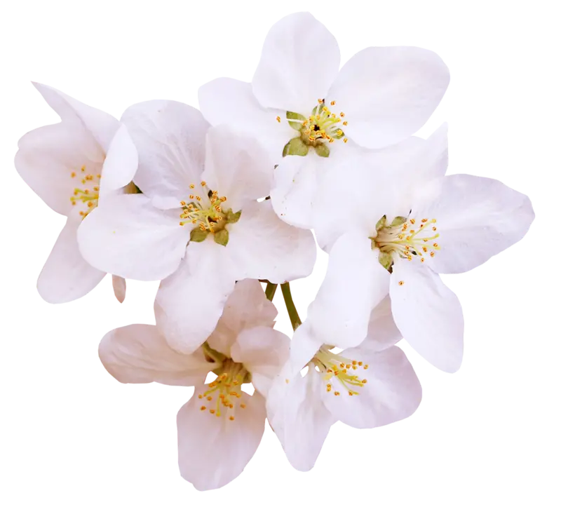 زیباترین عکس شکوفه های درخت گلابی png با بهترین کیفیت