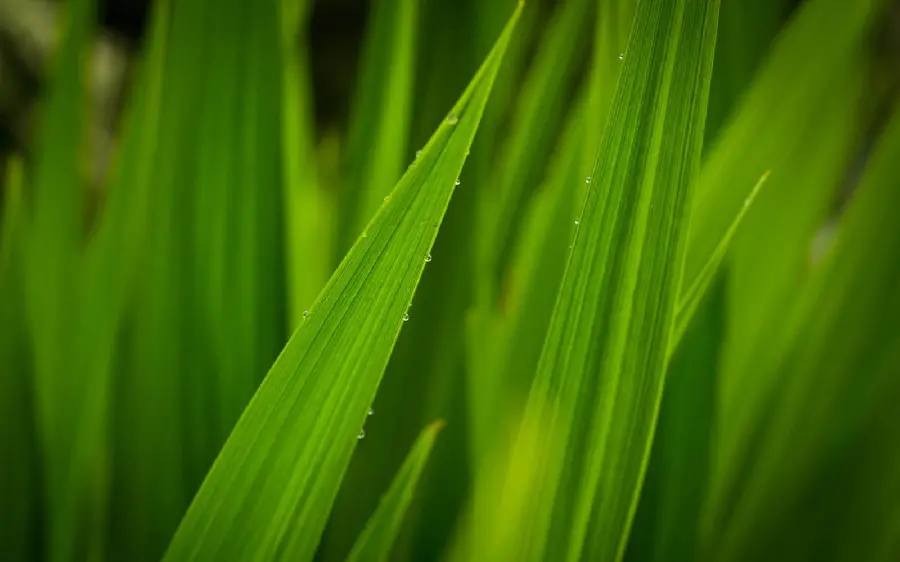 عکس گرفته شده از نمای نزدیک‌ چمن طبیعی و قطرات آب