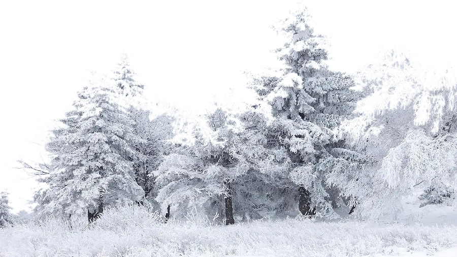 عکس PNG پی ان جی درخت های برفی و یخ زده کریستالی 