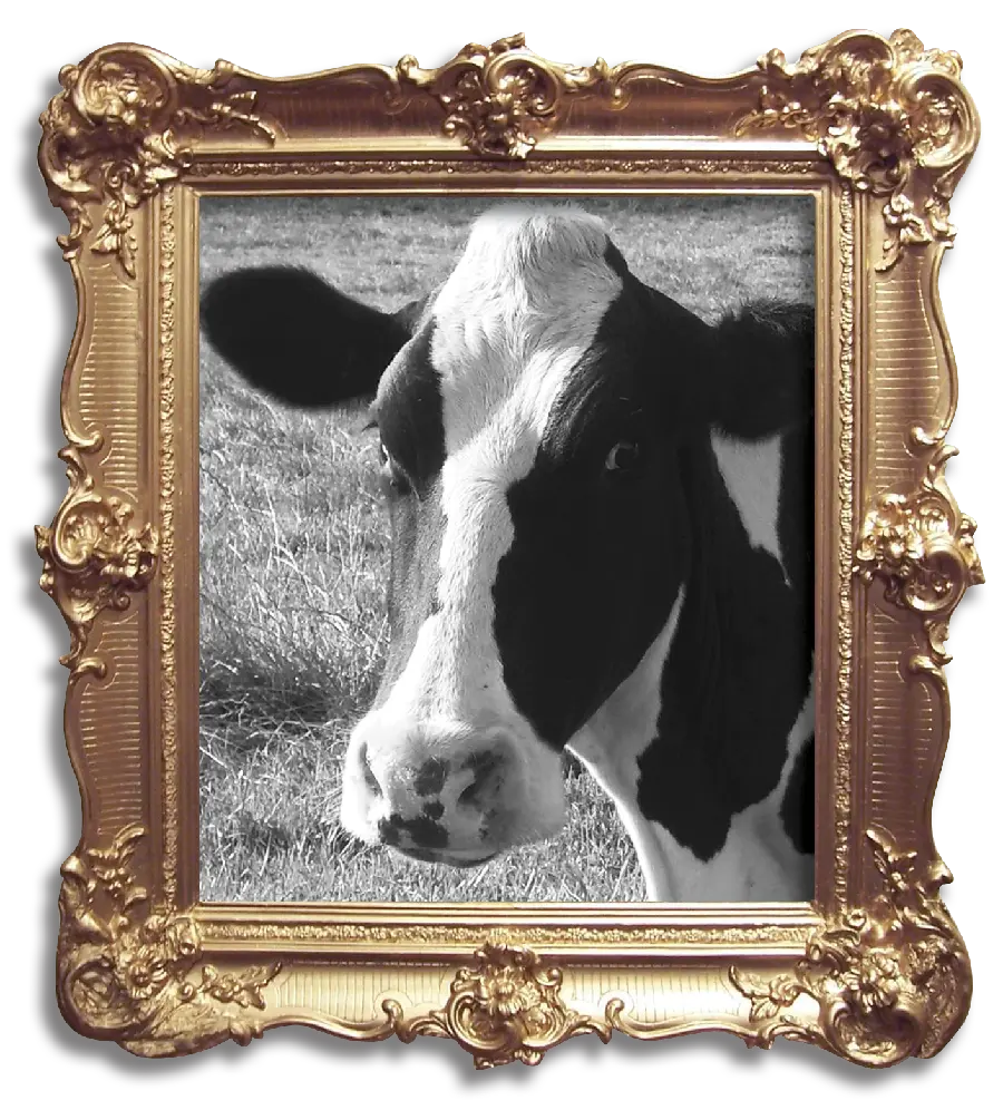 جدیدترین عکس سیاه و سفید png گاو واقعی با قاب سلطنتی طلایی 