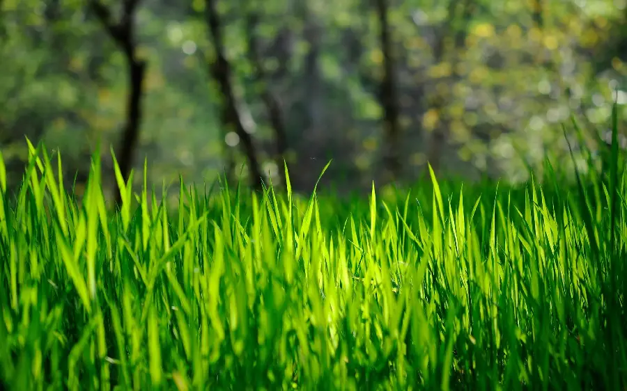 تصویر استوک محشر چمن طبیعی با پس زمینه محو جنگل