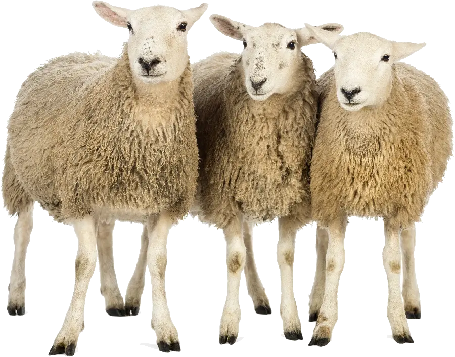 عکس سه راس گوسفند نژاد گوشتی برای قصابی ها