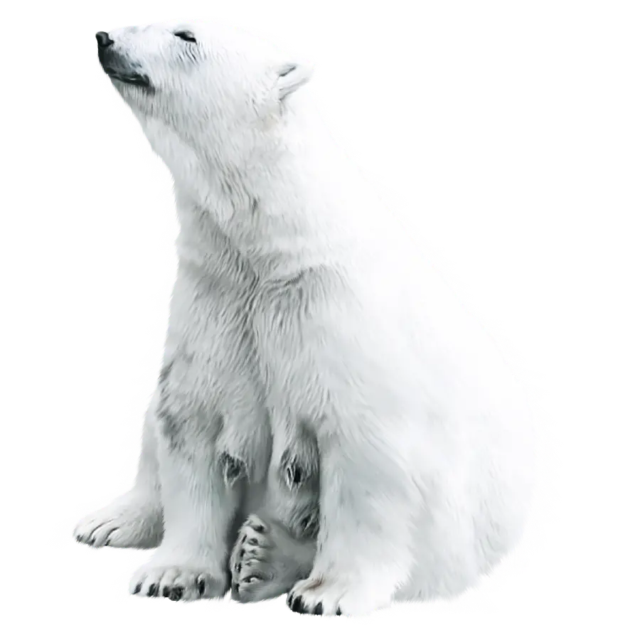 جدیدترین عکس خرس قطبی سفید با فرمت PNG برای اینشات