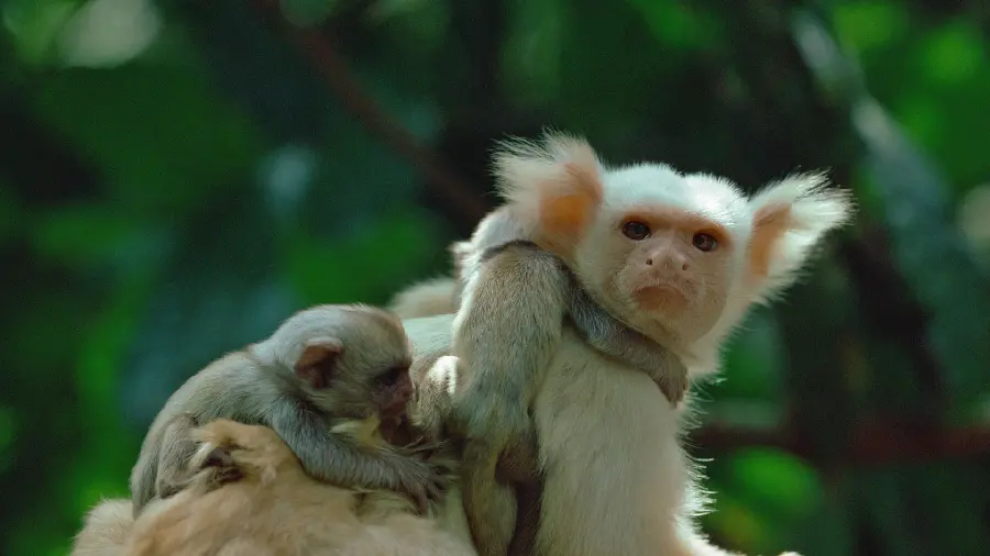 کیوت ترین بک گراند طرح میمون های بازیگوش و بامزه در جنگل با کیفیت HD 