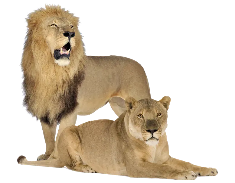 عکس png شیر نر و شیر ماده بدون زمینه برای دوستداران حیوانات