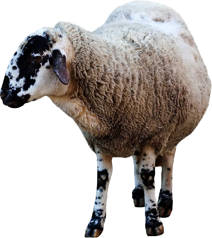 عکس گوسفند واقعی پشمالو برای پوستر و بنر قصابی ها