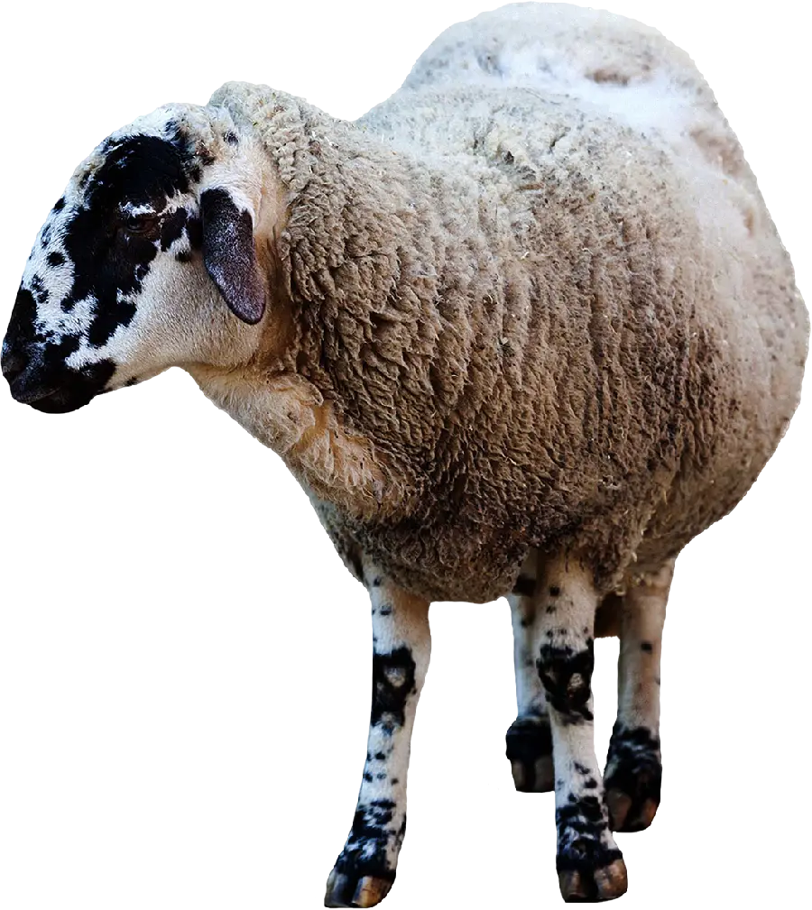 چاپ پوستر عکس گوسفند واقعی پشمالو برای پوستر و بنر قصابی ها