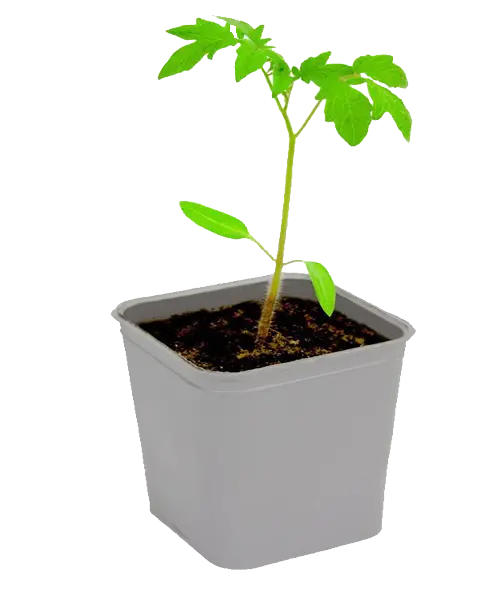 عکس PNG بوته گوجه فرنگی در گلدان سفید مربعی