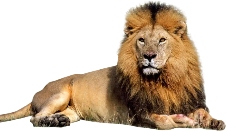 عکس شیر نر درحال استراحت با فرمت PNG