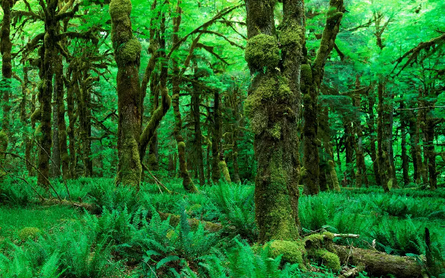 باطراوت ترین عکس از طبیعت زیبا و فوق العاده با منظره جنگل بارانی
