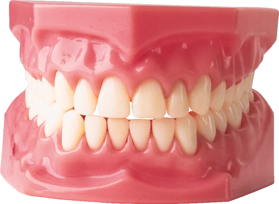 عکس دندان و لثه مصنوعی با شکل طبیعی مناسب ویترین دندانپزشکی 