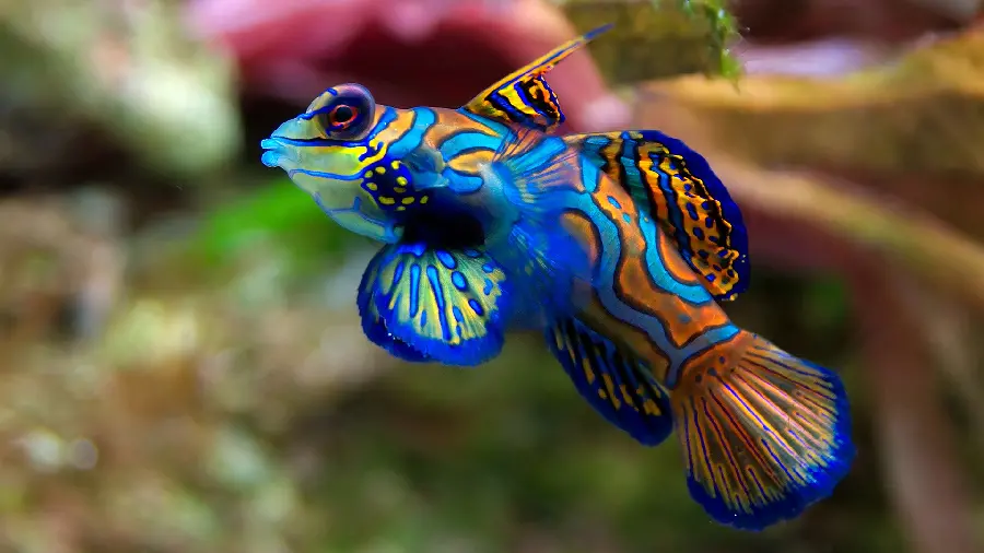 عکس از ماهی ماندارین با رنگ هایی خیره کننده و زیبا برای زمینه لپ تاپ 