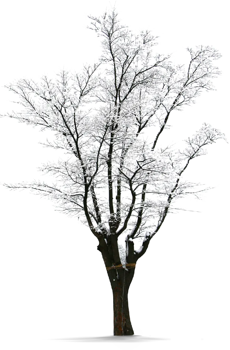 با کیفیت ترین عکس از درخت برفی کریستالی یخ زده با فرمت PNG