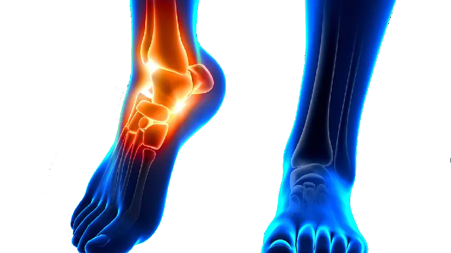 تصویر دیجیتالی با کیفیت از ساختار و اسکلت پا مربوط به فیزیوتراپی