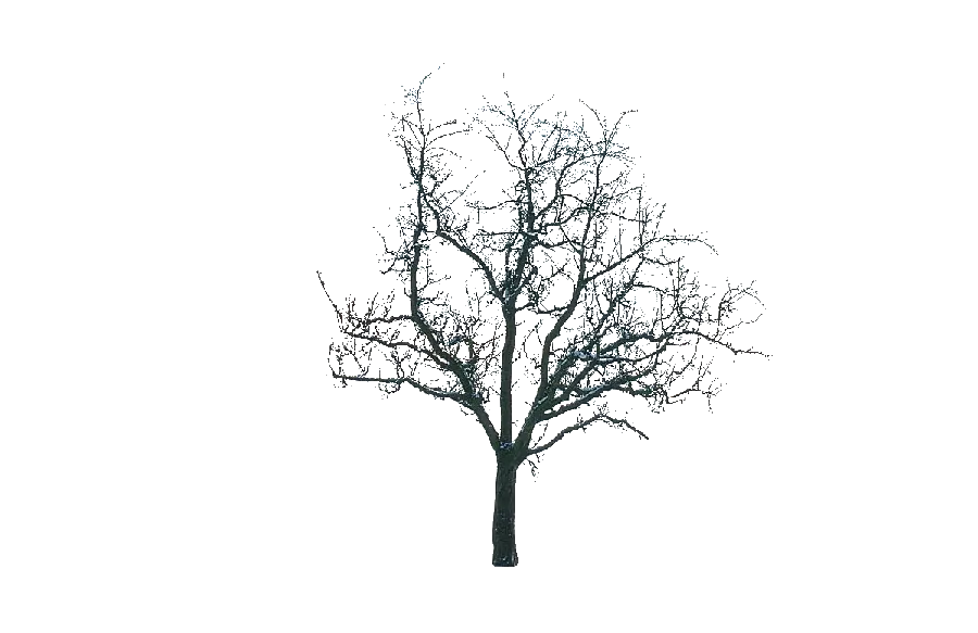 جدیدترین تصویر درخت برفی PNG منتشر شده در سال ۲۰۲۴