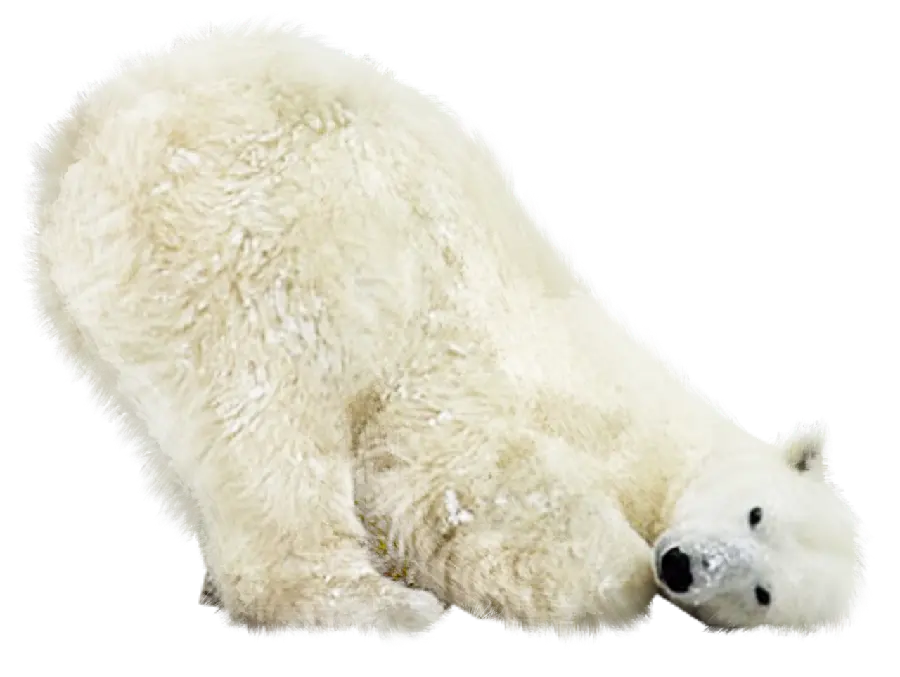 عکس بامزه و خنده دار خرس قطبی سفید دوست داشتنی