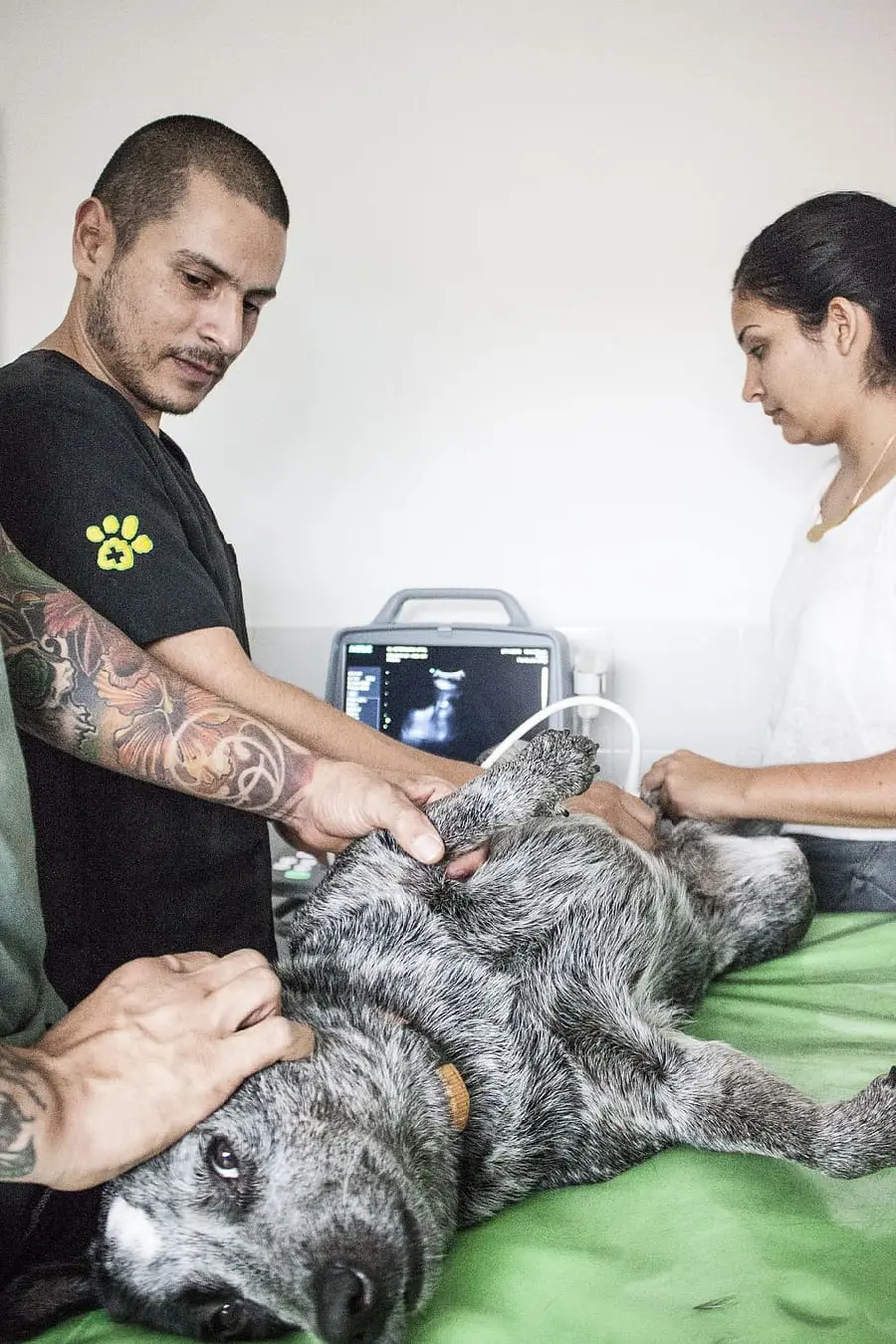 عکس دامپزشک های زحمت کش در حال معاینه سگ زخمی 