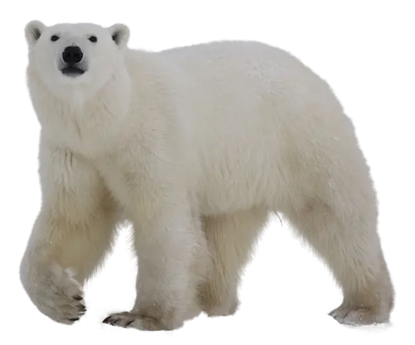دانلود عکس خرس قطبی لایه باز با فرمت PNG 