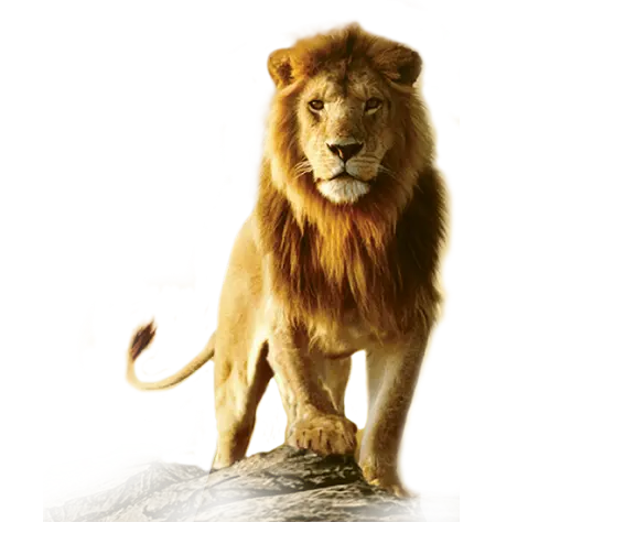 تصویر شگفت انگیز شیر نر با یال های طلایی و فرمت پی ان جی تصویر شگفت انگیز شیر نر با یال های طلایی و فرمت پی ان جی