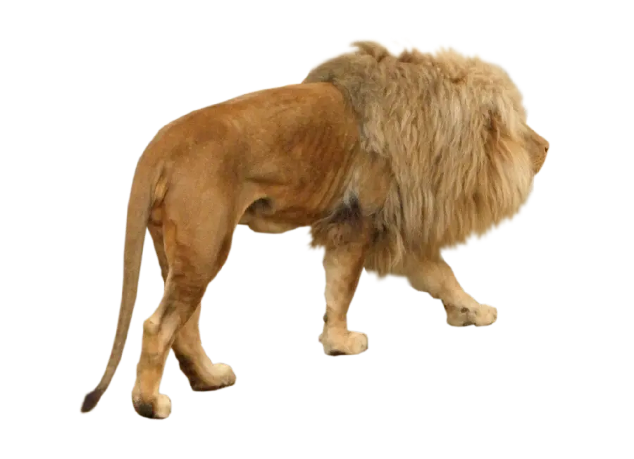 عکس قدم زدن شیر نر لاغر از پشت سر با کیفیت بالا