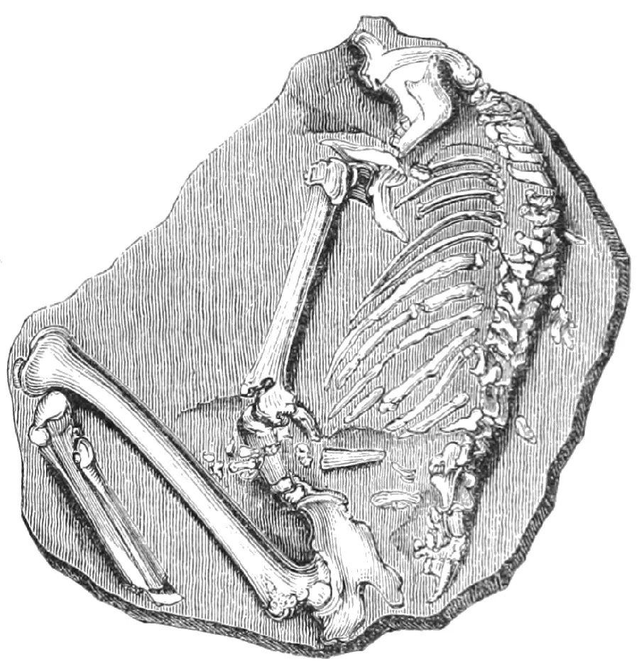 عکس فسیل یافت شده توسط باستان شناسان با پس زمینه شفاف