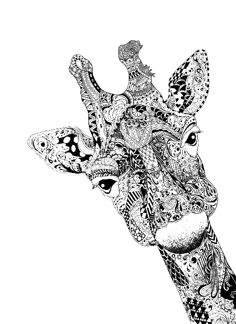 عکس جالب و دیدنی دور بریده شده زرافه با نقوش سیاه وسفید