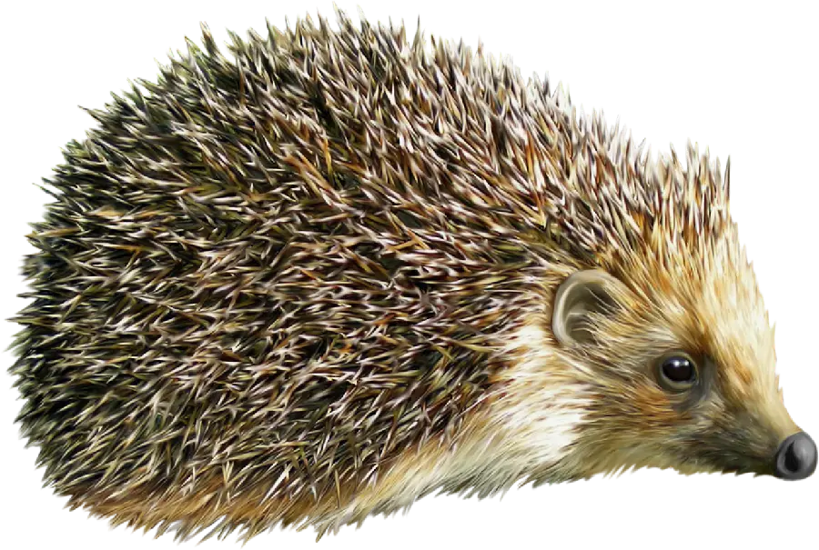 تصویر Hedgehog PNG خارپشت و جوجه تیغی با پس زمینه شفاف