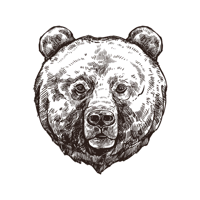 عکس پی ان جی png سیاه و سفید جالب خرس بدون زمینه و بک گراند