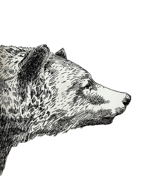 عکس طراحی خفن خرس با فرمت PNG و دور بری شده 