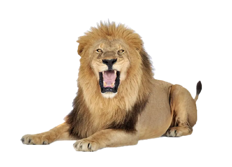 PNG ساده و شیک شیر نر در حال غرش