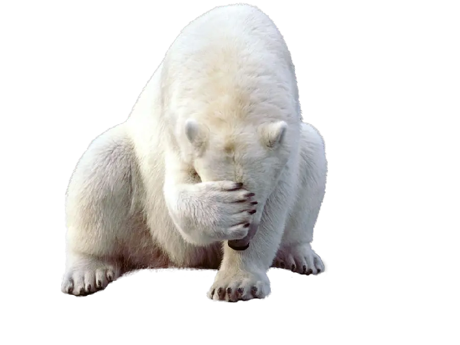 عکس پی ان جی PNG بامزه خرس قطبی سفید مخصوص اینستاگرام