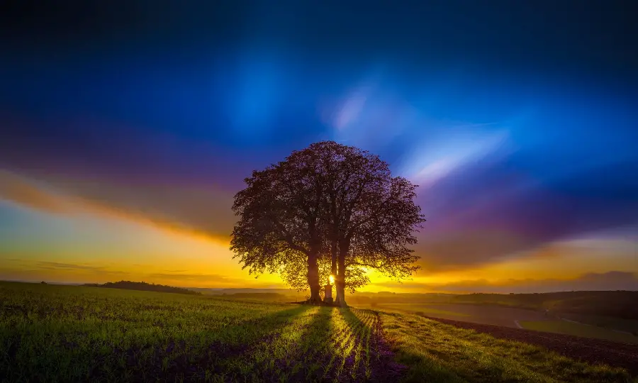 والپیپر درخت تنها در منظره غروب رنگارنگ برای دسکتاپ