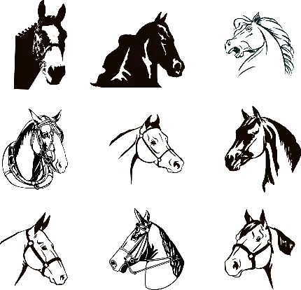 دانلود عکس مدل های متنوع نقاشی از اسب در فرمت پی ان جی