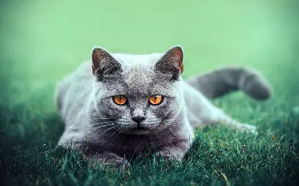 والپیپر خوشگل از گربه نژاد بریتانیایی مو کوتاه برای چاپ‌ برچسب پشت لپتاپ 