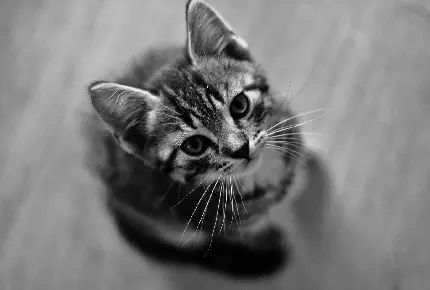 تصویر از گربه بامزه و ناز در تم سیاه و سفید با کیفیت خیلی خوب