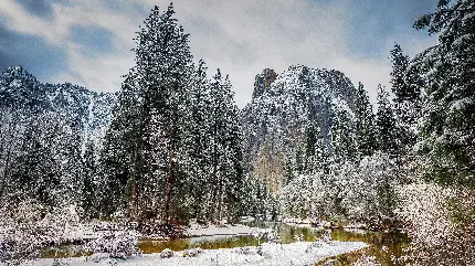 زمینه منظره زمستانی درختان پوشیده شده از برف