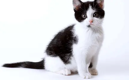عکس زمینه از گربه سیاه و سفید گوگولی و بانمک