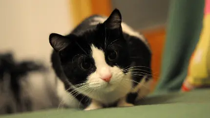 والپیپر cute گربه سیاه و سفید با چشمانی زل زده به دوربین