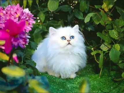 پروفایل گربه سفید چشم آبی با موهای بلند در محیطی سرسبز