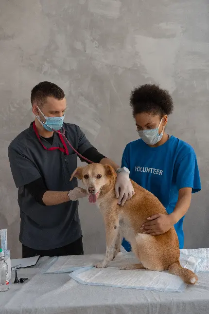 پربازدیدترین تصویر معاینه کردن سگ بیمار در دامپزشکی