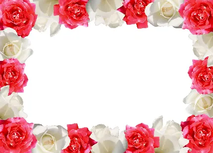 عکس استوک کادر زیبا با گل های قرمز و سفید خوشگل مخصوص نوشتن متن تبریک ولنتاین
