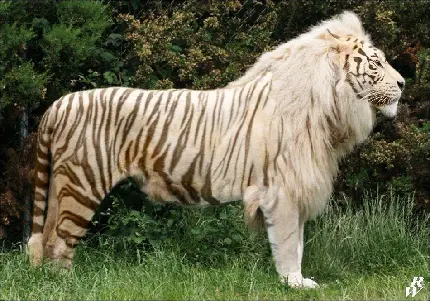 تصاویر شیر سلطان جنگل حیوانی که در تاریخ جنگل بی رقیب است