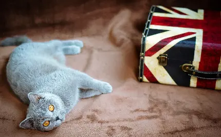 عکس زمینه جدید از گربه ی خانگی  با رنگ‌بی نظیر و خاص 