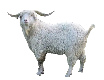 عکس زیبای گوسفند شاخ دار با پشم های سفید