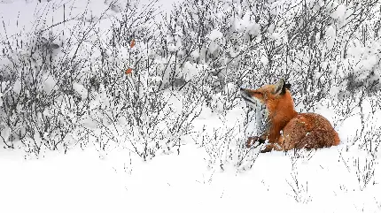 تصویر زمینه روباه نارنجی گوگولی در برف های سفید و سرد زمستان 