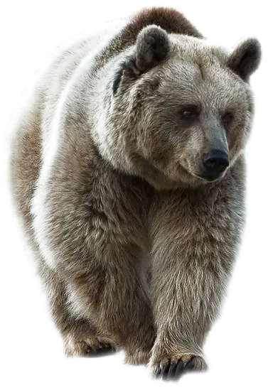 جدیدترین تصویر خرس سیاه واقعی در فرمت png با کیفیت عالی
