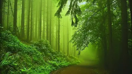 خوشگل ترین تصویر درختان توسکا در جنگل با کیفیت فور کی