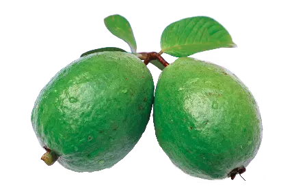 پی ان جی عکس میوه امرود با کیفیت بالا برای گرافیست ها